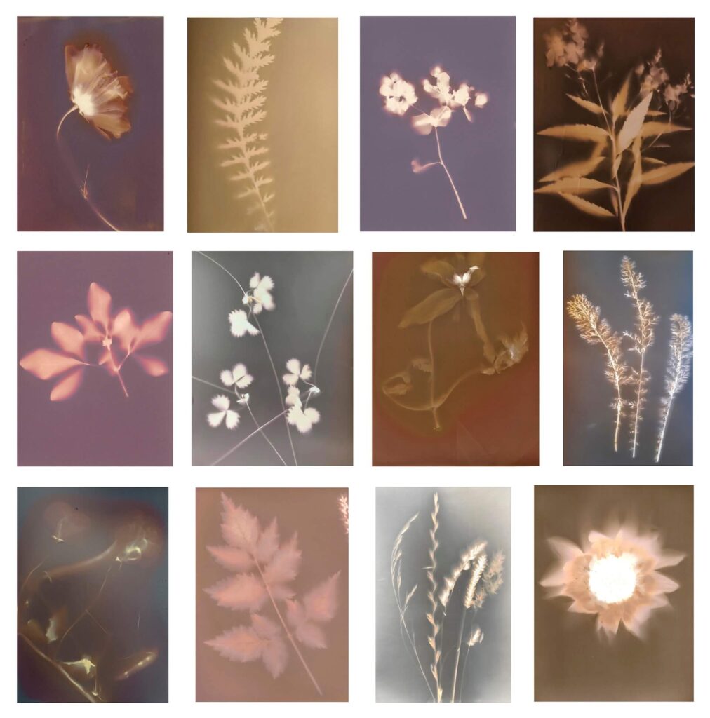 Clare Hewitt: Everything in the forest is the forest